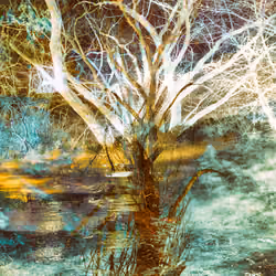 Tree By The Pond #7
