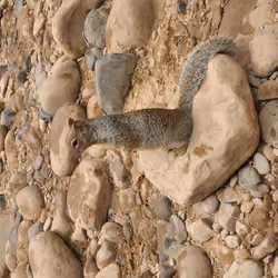 Mister Squirrel