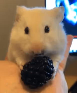 Moon Hamster