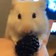 Moon Hamster