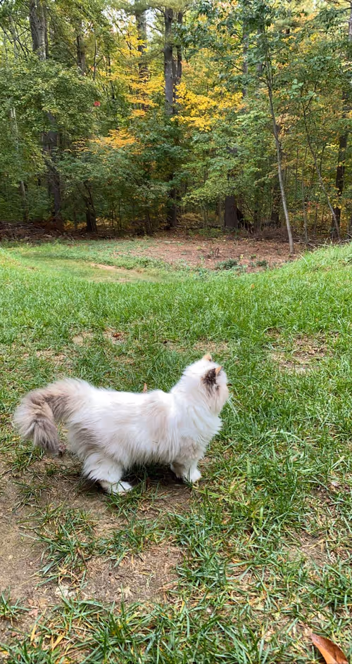 Item #88063557034118437660925886446302507819426649905583175627315428990495211126785 Media