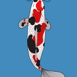 Koi #07