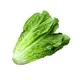 lettuce4taso
