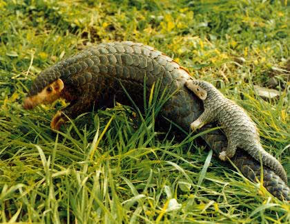 Manis pentadactyla