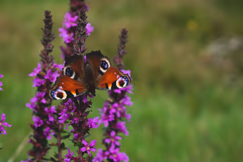 Item #5699665208779024996683959059412281030737296193224804872429037340648749924353 Media