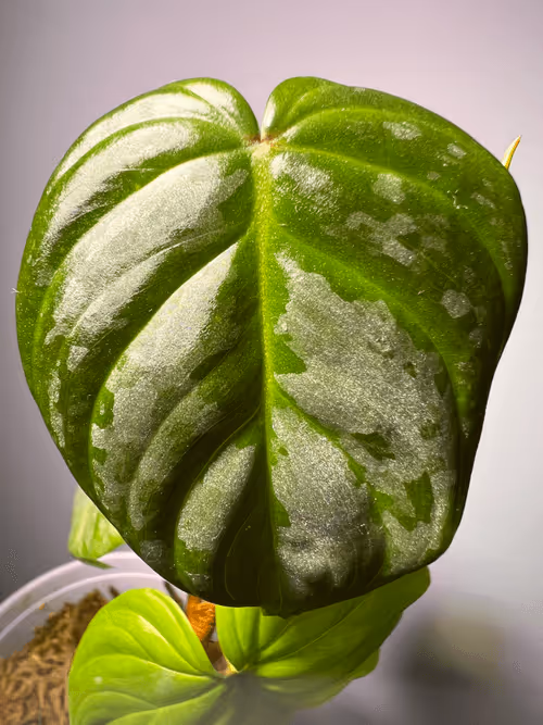 Item #1558415611179908157825303263242469701105958003249245582265085156402959220737 Media