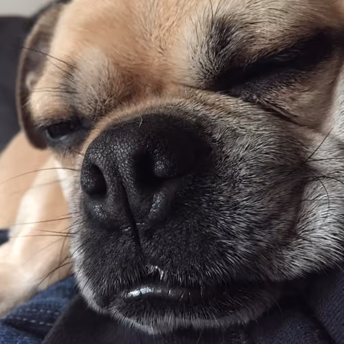 Buddy #01