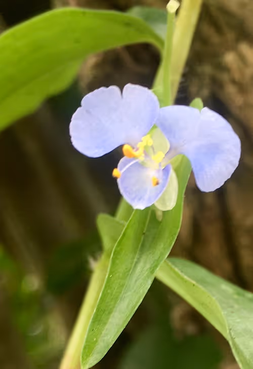 Item #43599453478370988102971168960404048687170916743246222934693760609576776892417 Media