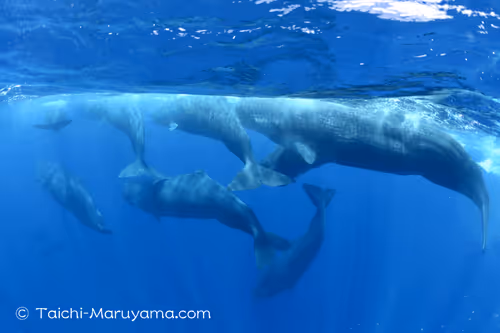 Item #61113597711829508019705348607354266595254896620371709928421355905525542289409 Media