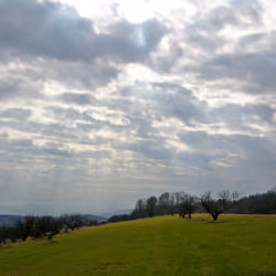 Sun Rays on the Orchard