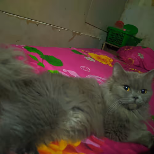 39169946046967490315223578089618642904087458472032803824264874364218548158465