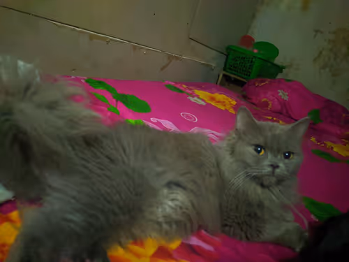 Item #39169946046967490315223578089618642904087458472032803824264874364218548158465 Media