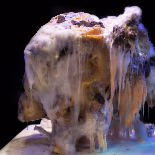 Earthfungal