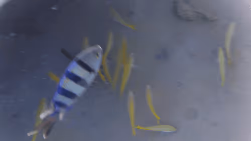 Item #32522392328516293709208538786472574869311995244495637720412795667341543211013 Media