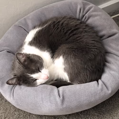 CryptoCurrent Collection