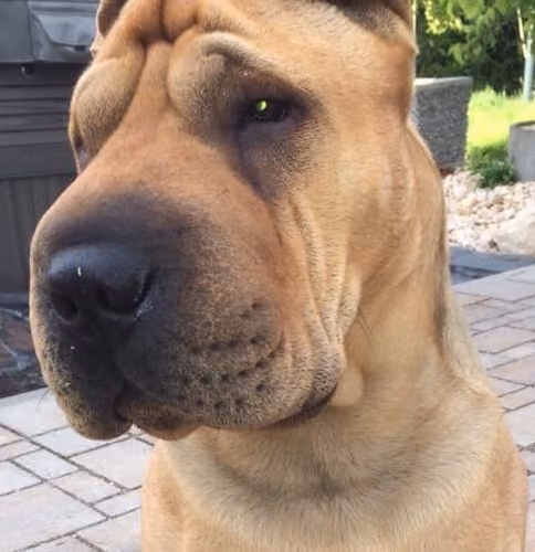 Brad Shar-Pei der Beste