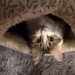SoulArsenic_Cat_000001