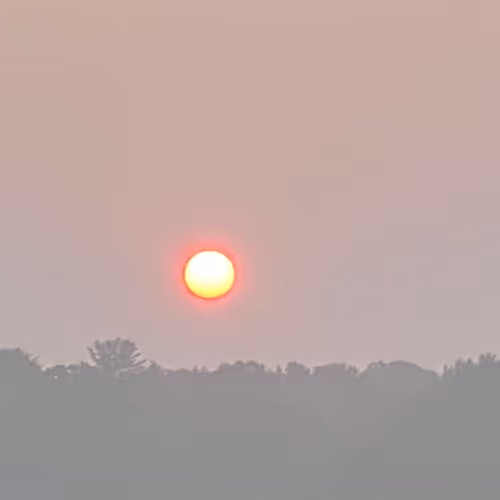 dustynester Collection