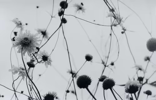 Item #109162157552346088047496633038404394118504199992061596446112929632617966338049 Media