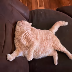 my fat cat ludwig 