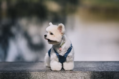 Item #21607923784025543658024067331009769919395041958272689574271021090275063758849 Media