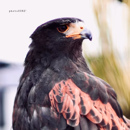 Item #103339499658907074455911852821514679659062129792359254936295356885209549111297 Media