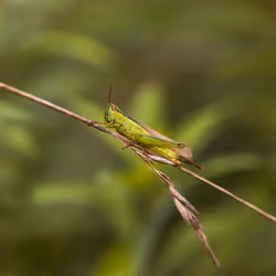 Grasshopper #5