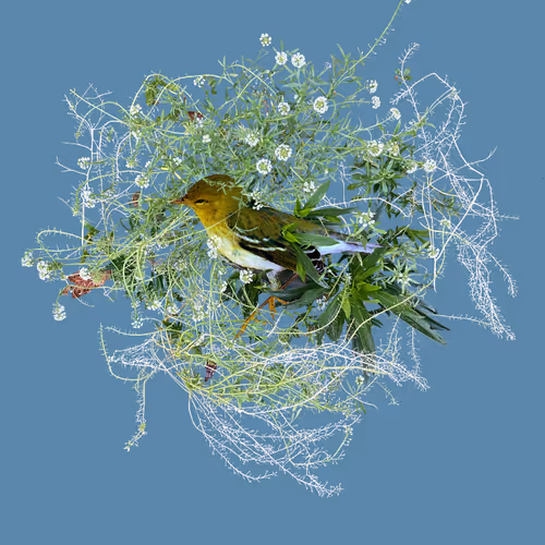 Kate MacDonald | Nest
