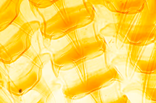 Item #29338470736162432658503928351875651882775793096611779186830202240917095579649 Media