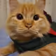 111737474609541677207557629509046337441515761940728599563430346411376545628161