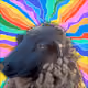 12385214012810332430111917393898013340511919651015150236472092415075282845697