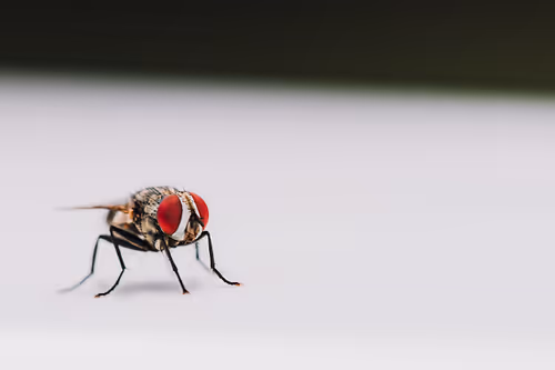 Item #105090597216655980557633683149084672751347825439893935605656298004527190114305 Media