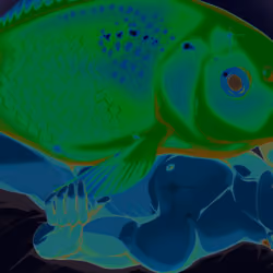  GoldFish Love #6