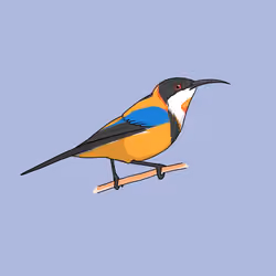 Eastern Spinebill