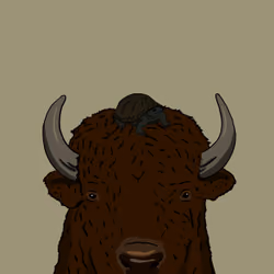 obey the bison