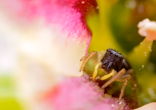 Item #11893448461842202167923125391346137616384292588036434545660885320951285153793 Media