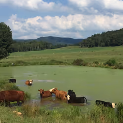 Cows bathing