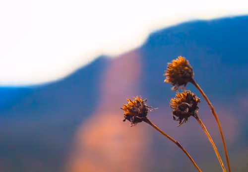 Item #53066580447893182690859255571300366451776015640198026771655436640211301302273 Media