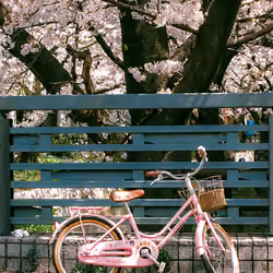 春 ・ Pink Ride