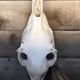 Alien Head