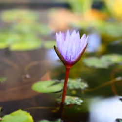 Lotus no.1