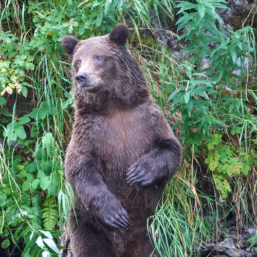 Balance #32 Alaskan Grizzly