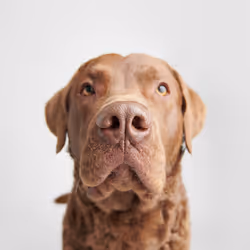 Chesapeake Bay Retriever #DA059