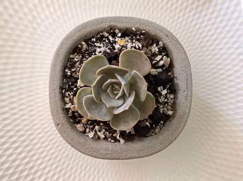 Item #32950900541074688019941179761660279688848553733738145877252428356309724692481 Media