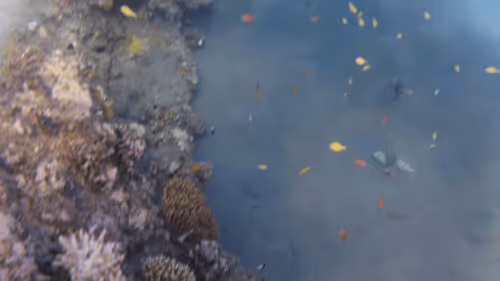 Item #32522392328516293709208538786472574869311995244495637720412795725615659483141 Media