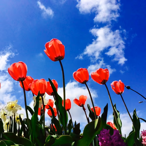 Blue Sky