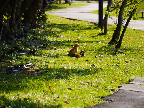 Item #55455677318123595031509472603724202920888355633279889545160944756797428727809 Media