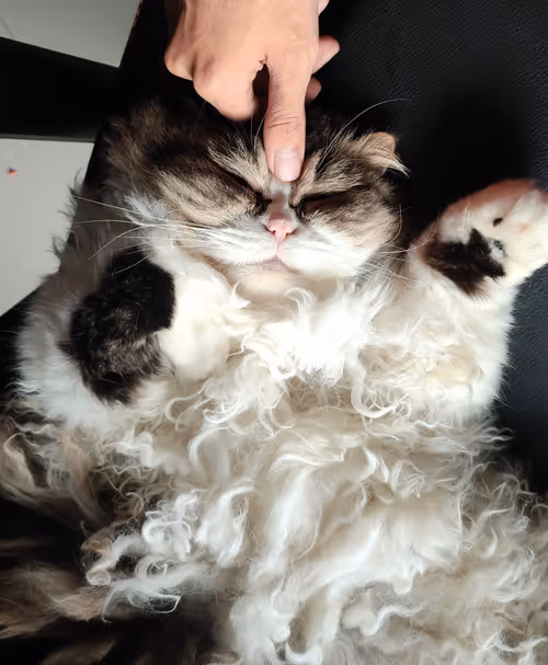 Item #16482375578833289568488989749257886304547696025994034486098700304557325418497 Media