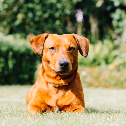 goodlooking Dog #30