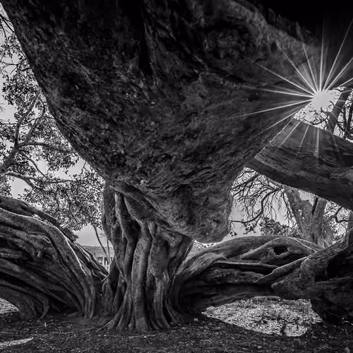 Foreign tree